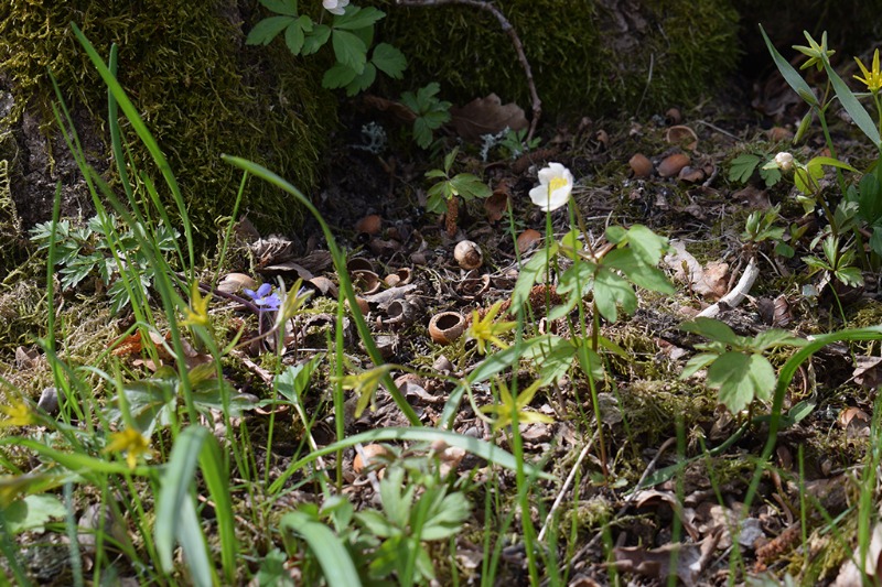 Maj 2017 Tid Datum Maj 2017 Tid Datum